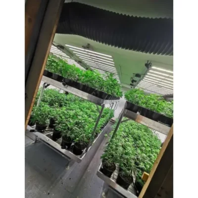 FOG – Air Grow Pro 600W - Beast-Garden
