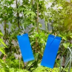 VG garden Pieges Glaunts